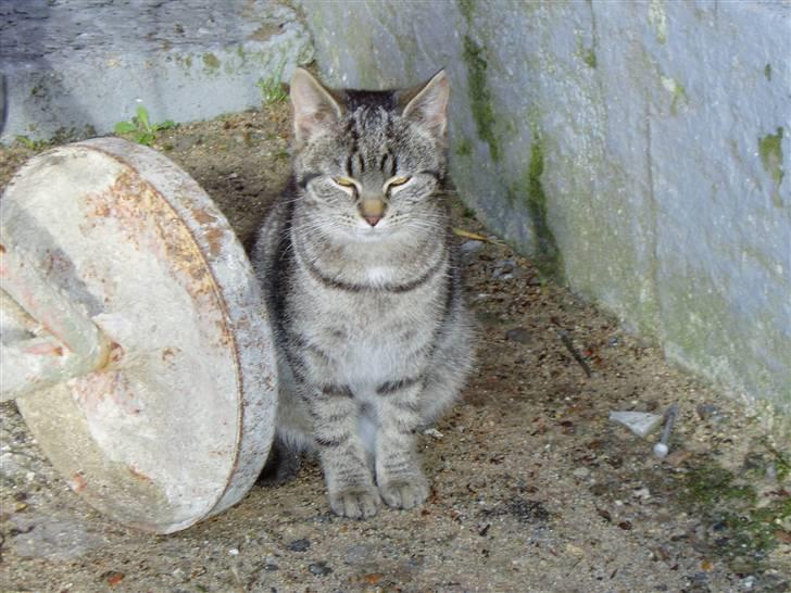 Huskat Otto - her sidder min lille hun kat Otto :) billede 8