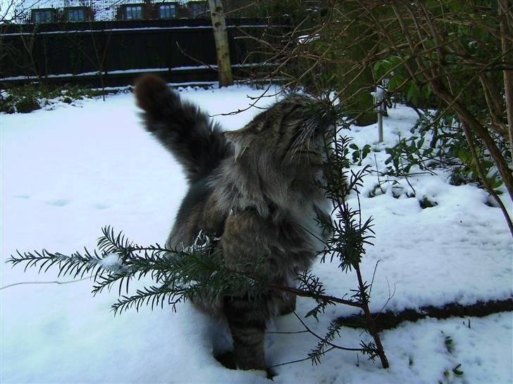 Norsk Skovkat Tarzan billede 4