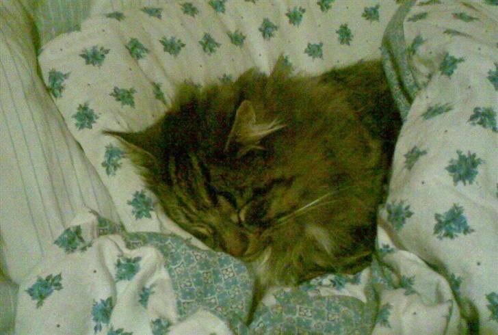 Norsk Skovkat Tarzan billede 5