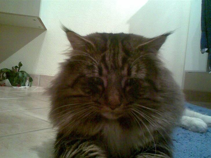 Norsk Skovkat Tarzan billede 6