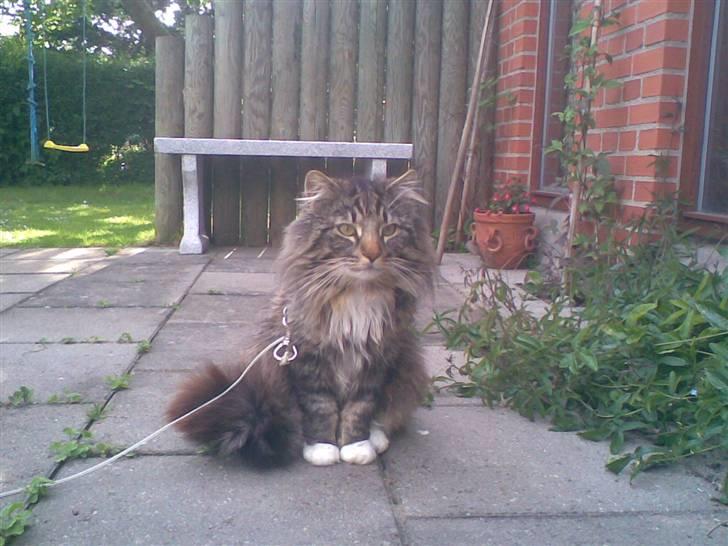 Norsk Skovkat Tarzan billede 7