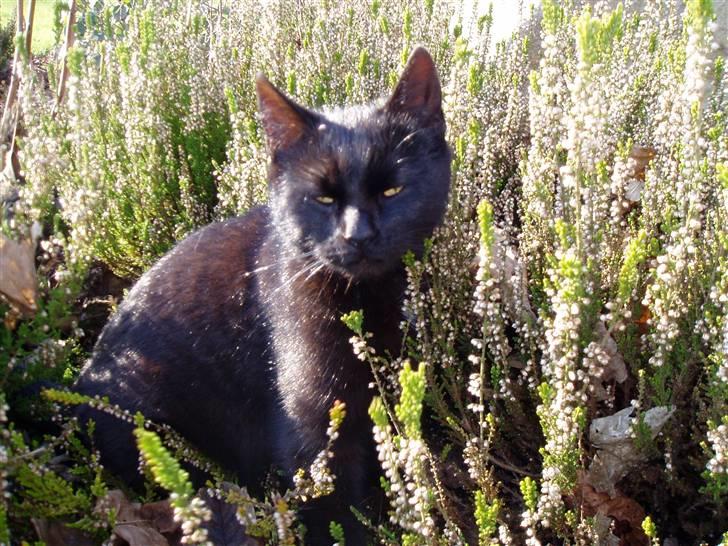 Huskat Ib :) - Velkommen til Ib´s profil :) billede 1