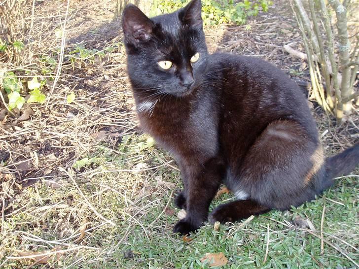 Huskat Ib :) - Er hun ikke fin? :) billede 2