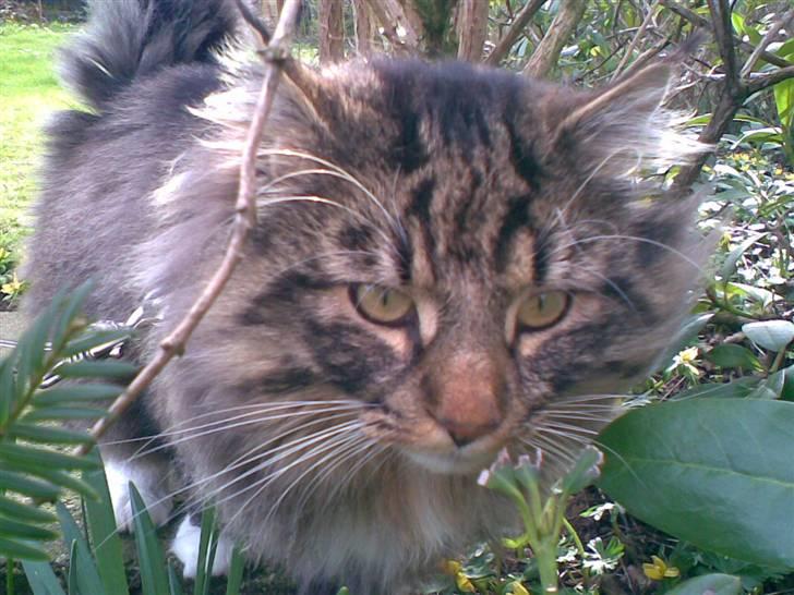 Norsk Skovkat Tarzan billede 8