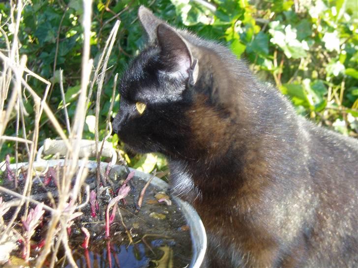 Huskat Ib :) - hvad kigger hun mon på? :) billede 3