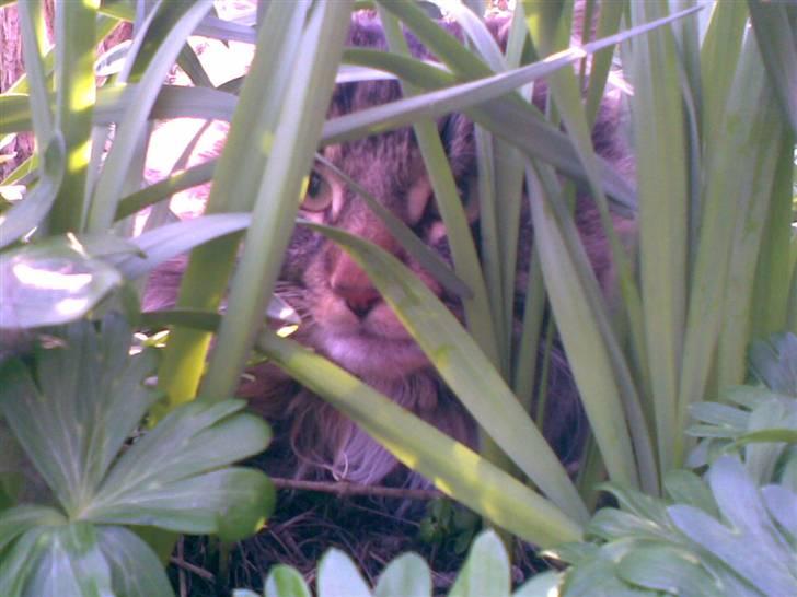 Norsk Skovkat Tarzan billede 9