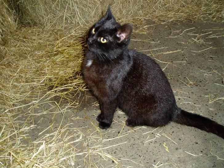 Huskat Ib :) - Hvad laver de deroppe? billede 4