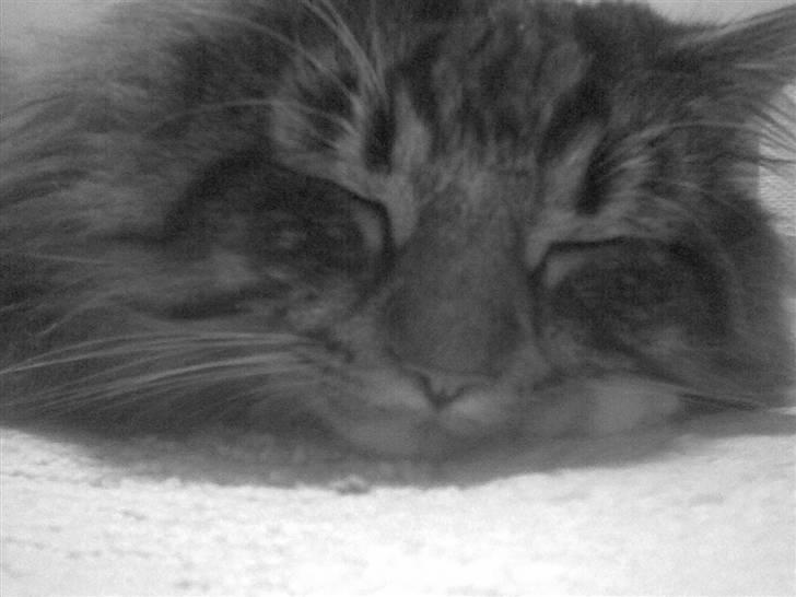 Norsk Skovkat Tarzan billede 10