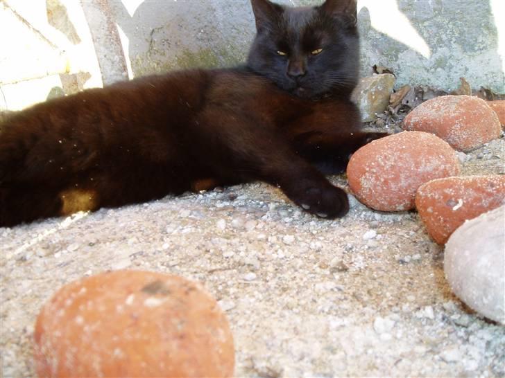 Huskat Ib :) - min dejlige Ib :) billede 5