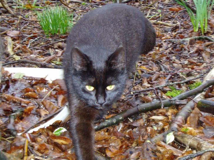 Huskat Ib :) - grr det rå look :p billede 6