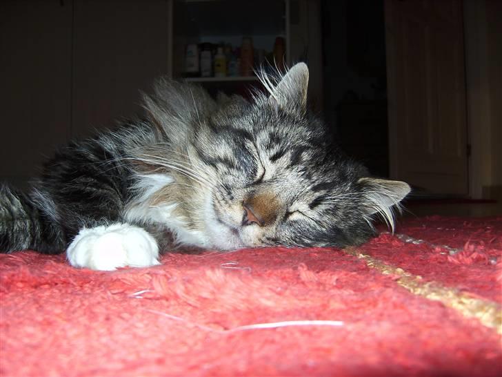 Norsk Skovkat Tarzan billede 11