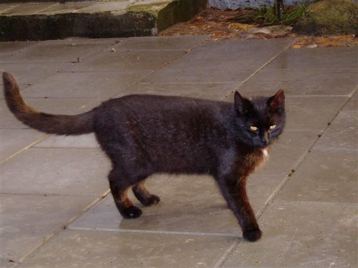 Huskat Ib :) - :) billede 7