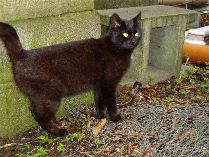 Huskat Ib :) billede 8