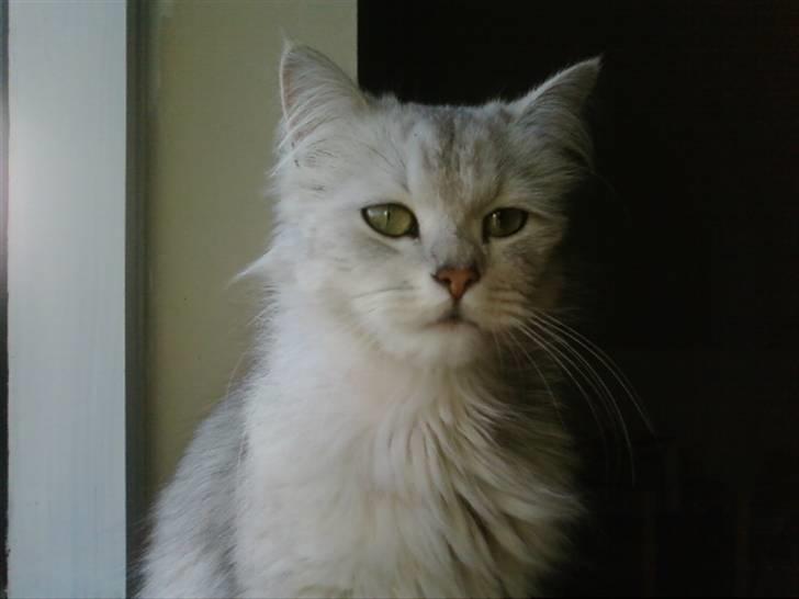 Blanding af racer Nala billede 1