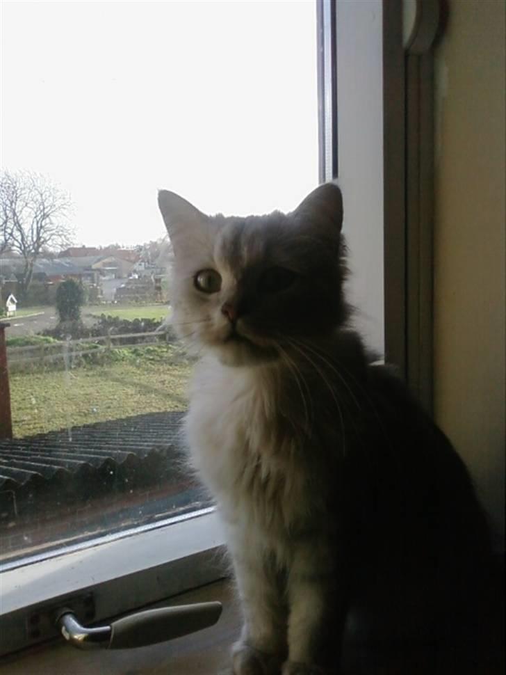 Blanding af racer Nala billede 2