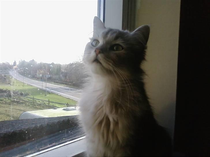 Blanding af racer Nala billede 3