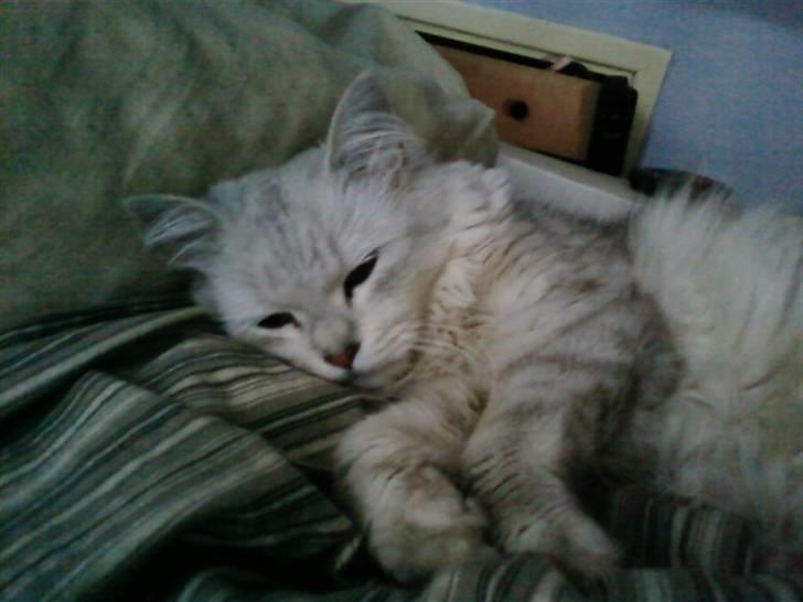 Blanding af racer Nala billede 4