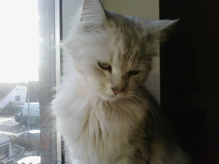 Blanding af racer Nala billede 5