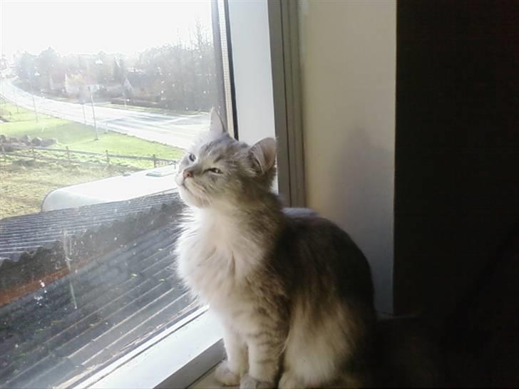 Blanding af racer Nala billede 6