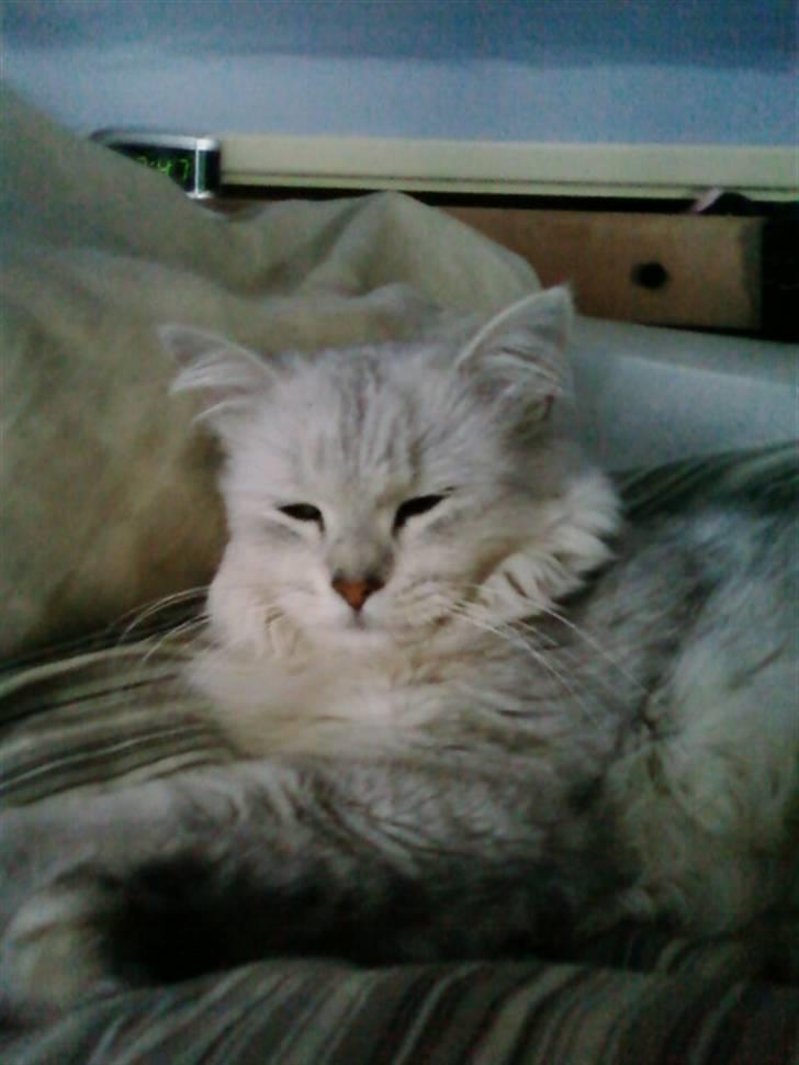 Blanding af racer Nala billede 7