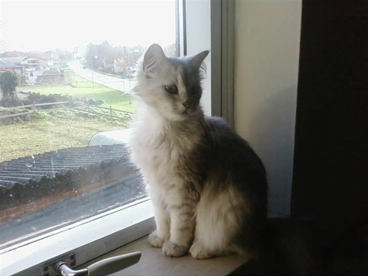 Blanding af racer Nala billede 8