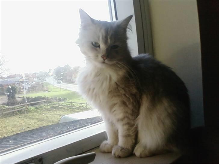 Blanding af racer Nala billede 9