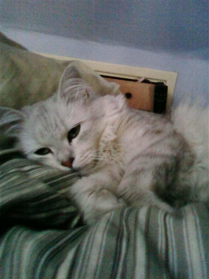 Blanding af racer Nala billede 10