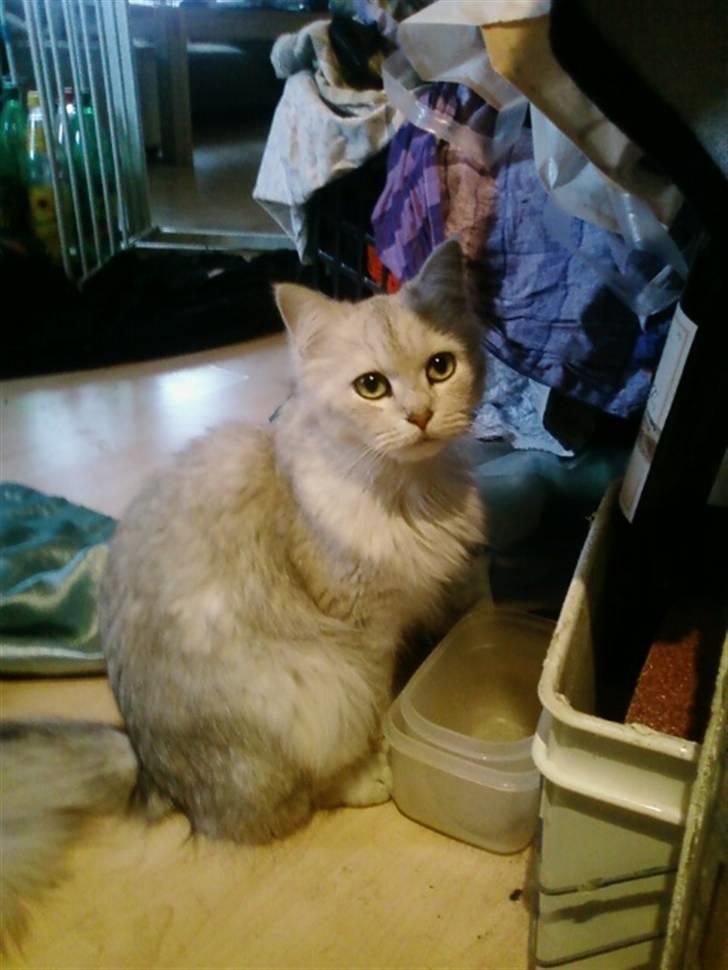 Blanding af racer Nala billede 11