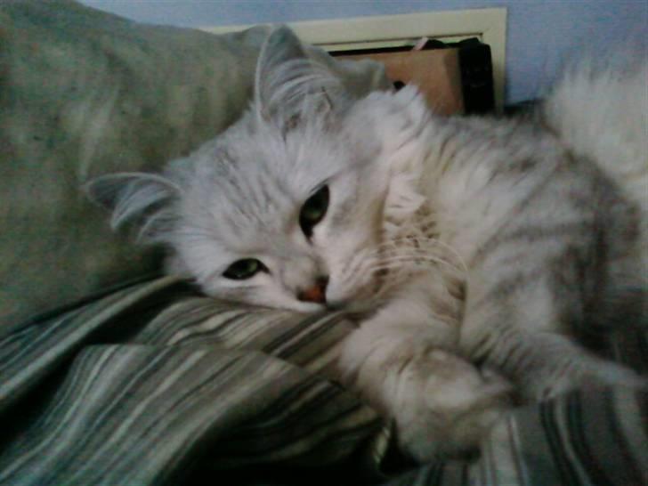 Blanding af racer Nala billede 12