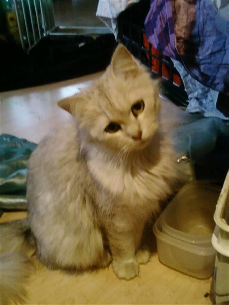 Blanding af racer Nala billede 13