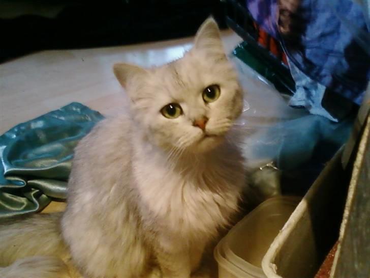 Blanding af racer Nala billede 14