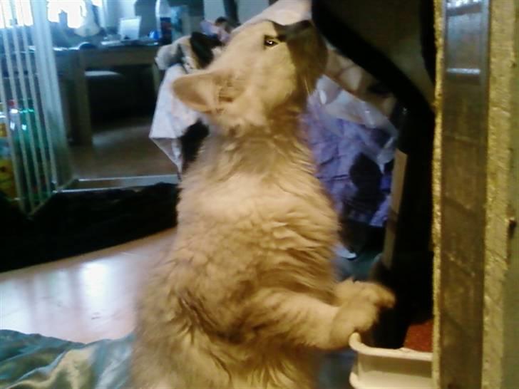 Blanding af racer Nala billede 15