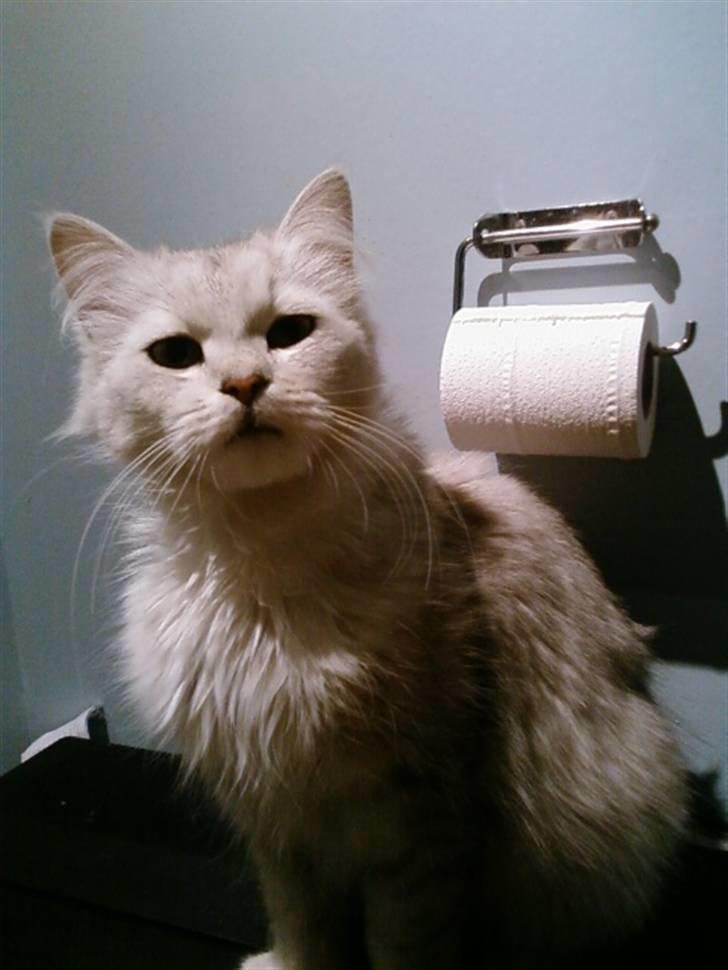 Blanding af racer Nala billede 16