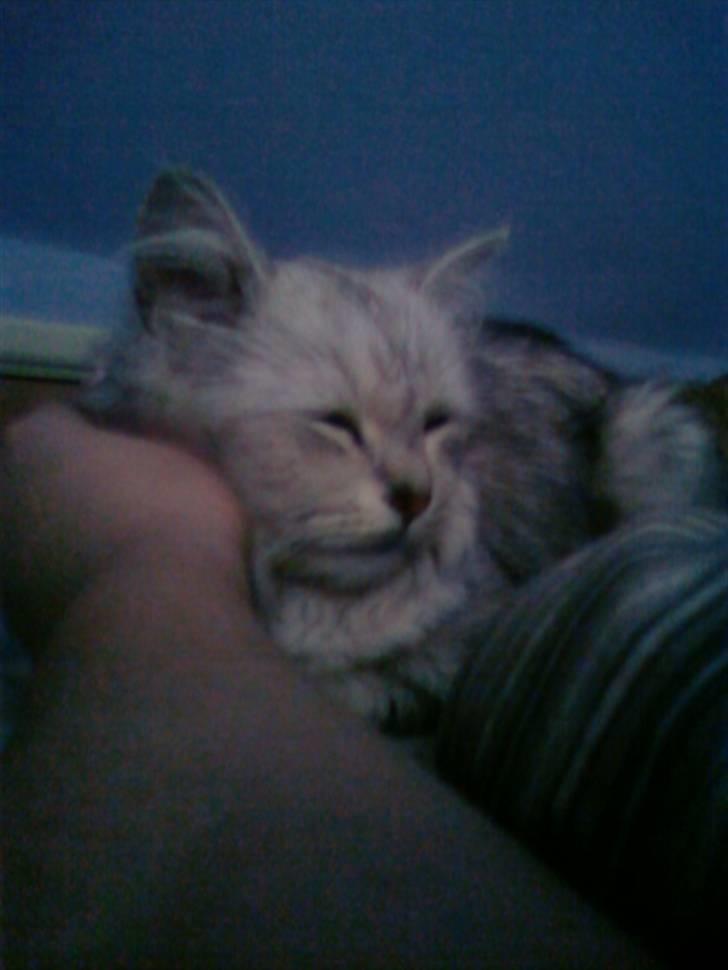 Blanding af racer Nala billede 17