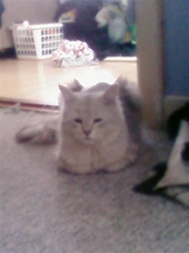 Blanding af racer Nala billede 18