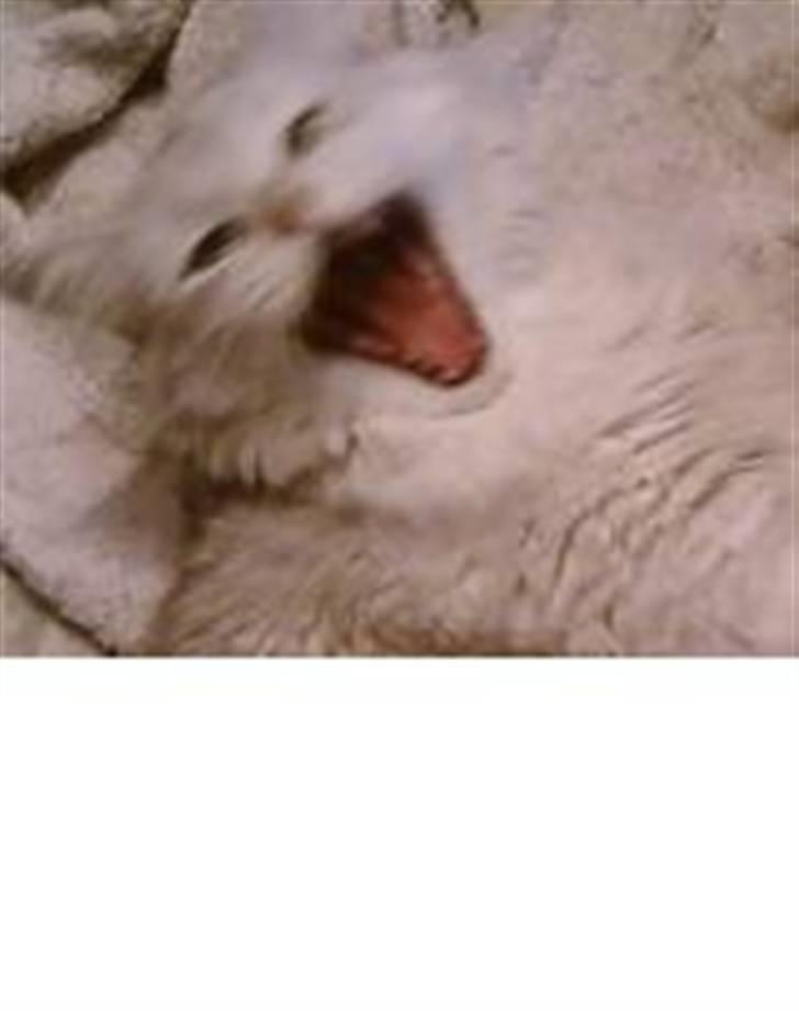 Blanding af racer Nala billede 19