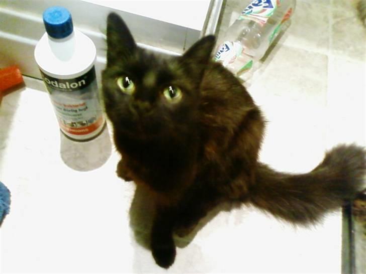 Blanding af racer Honey RIP. <3 billede 14