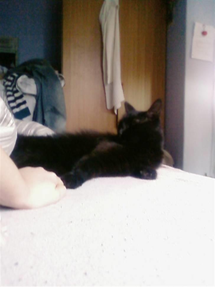 Blanding af racer Honey RIP. <3 billede 15