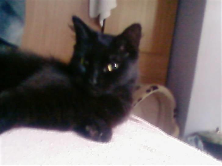 Blanding af racer Honey RIP. <3 billede 16