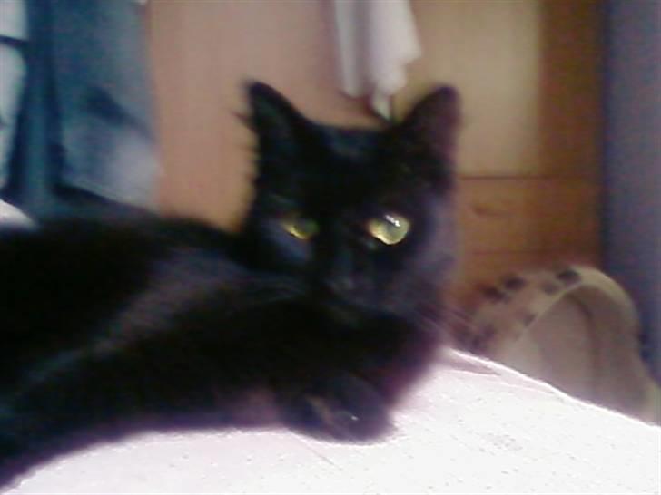 Blanding af racer Honey RIP. <3 billede 17