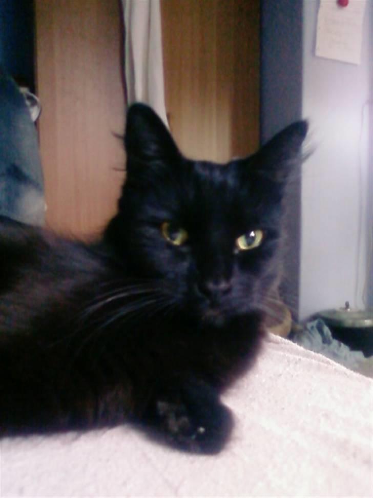 Blanding af racer Honey RIP. <3 billede 19