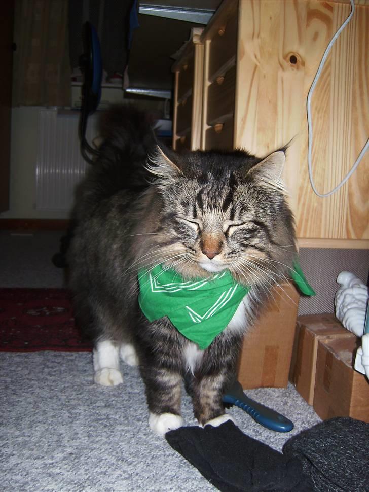 Norsk Skovkat Tarzan billede 12