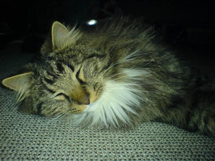 Norsk Skovkat Basse dreng billede 17