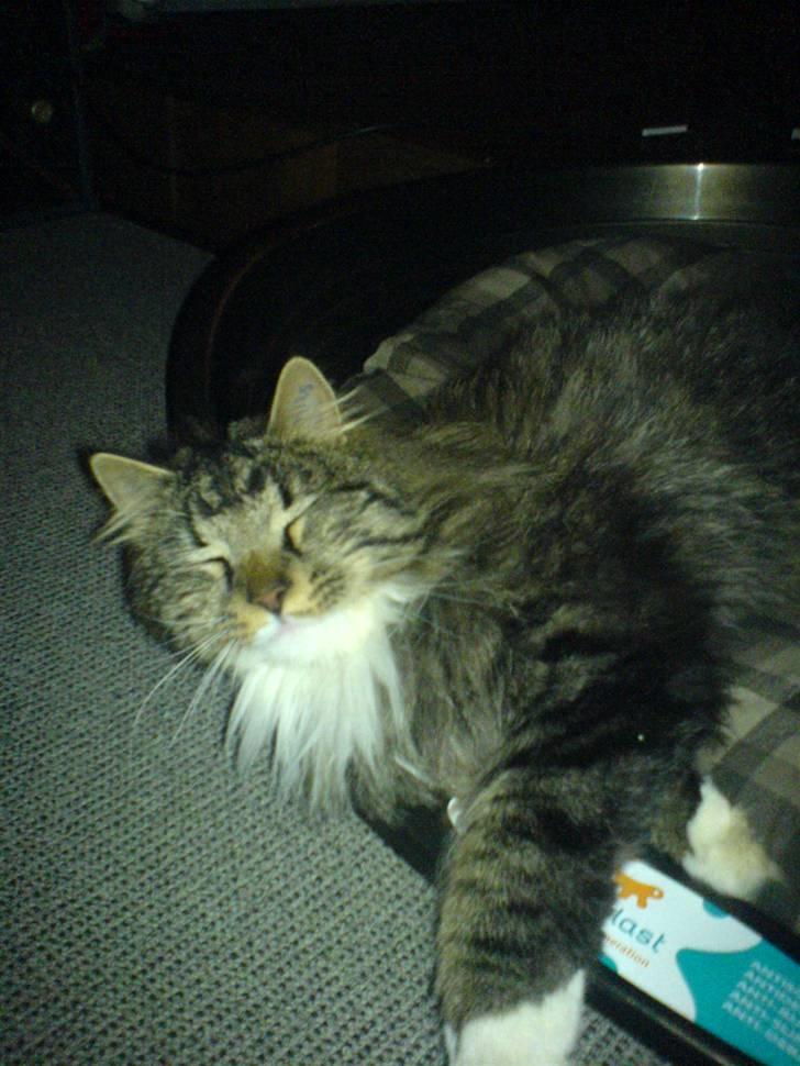 Norsk Skovkat Basse dreng billede 18