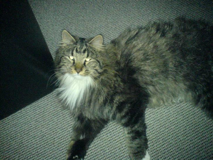 Norsk Skovkat Basse dreng billede 19