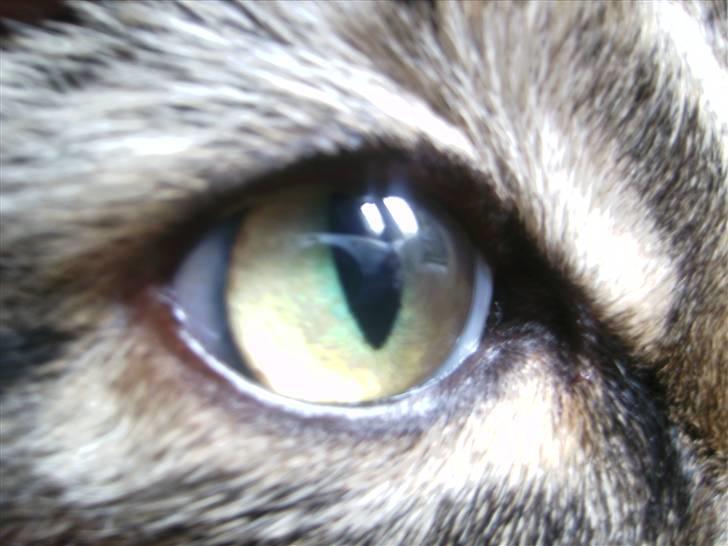 Norsk Skovkat Tarzan billede 13