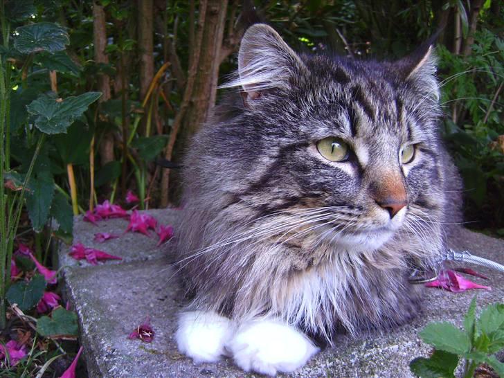 Norsk Skovkat Tarzan billede 14