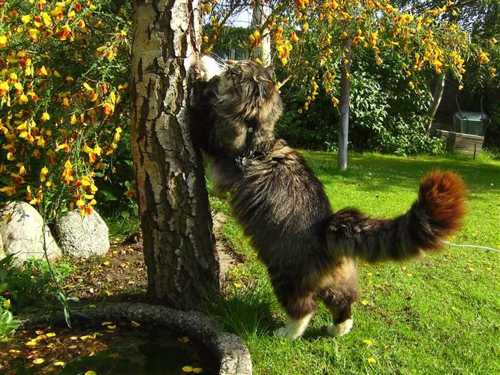 Norsk Skovkat Tarzan billede 15