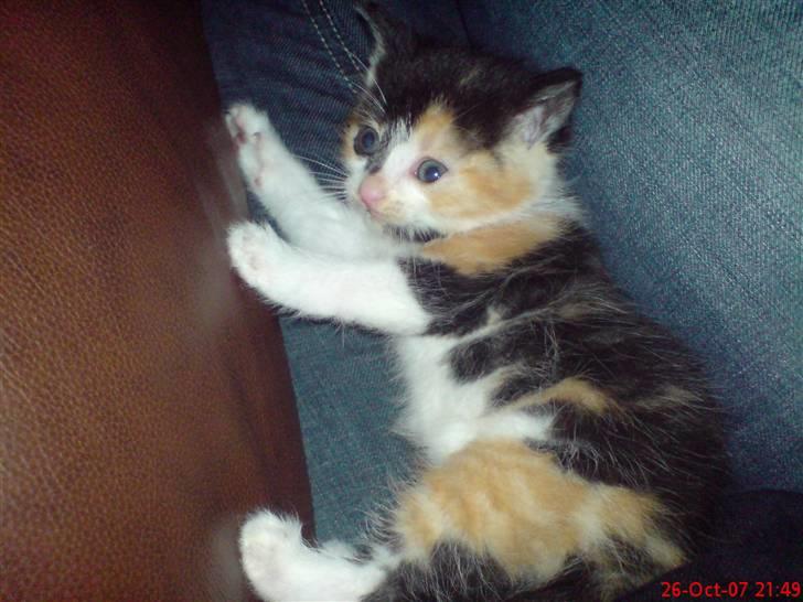 Huskat Prinsesse Blyp billede 2