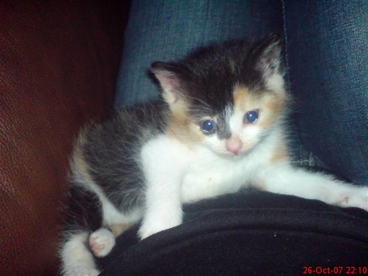 Huskat Prinsesse Blyp billede 3